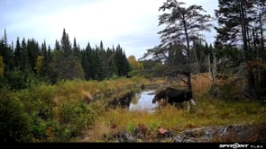 Three Moose Meander