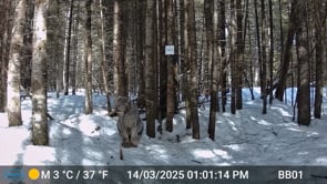 When a Lynx Speaks, you Listen 