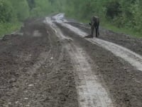 Baby Moose Early Steps
