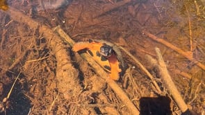 Wood Turtle Saying Hello 