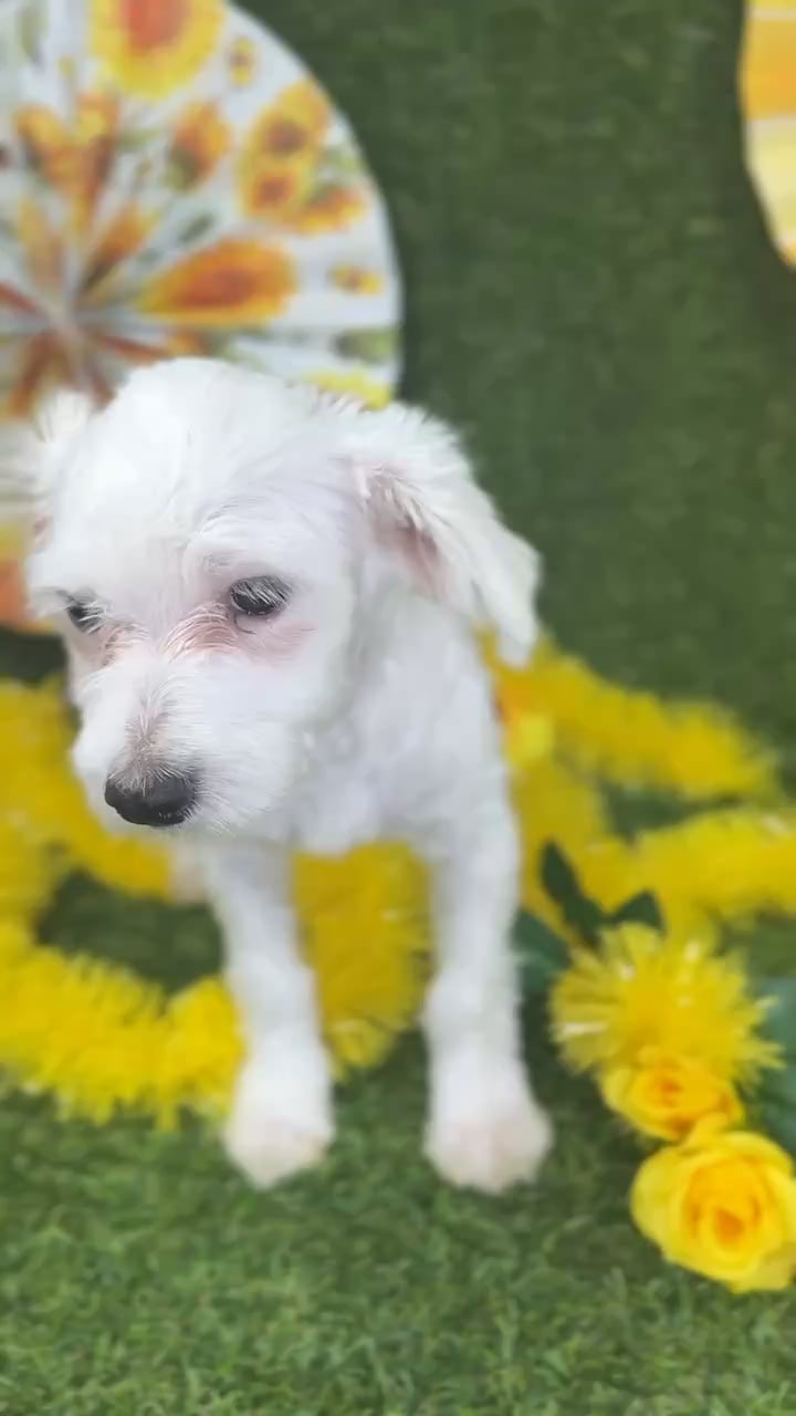 Male Maltese puppy named Harry for sale at Puppy Dreams - Arlington. video thumbnail
