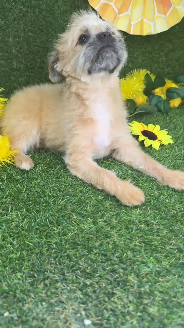 Male Pomeranian-Shih Tzu puppy named Max for sale at Puppy Dreams - Arlington. video thumbnail