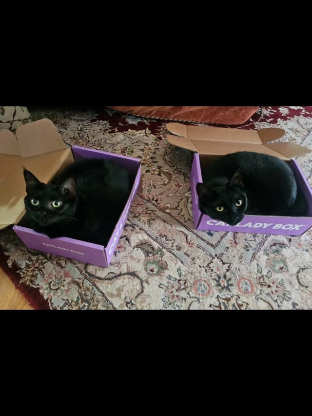 Enlarge Midnight & Bella, a ADOPTABLE mixed breed in Morganton, NC video 6/6
