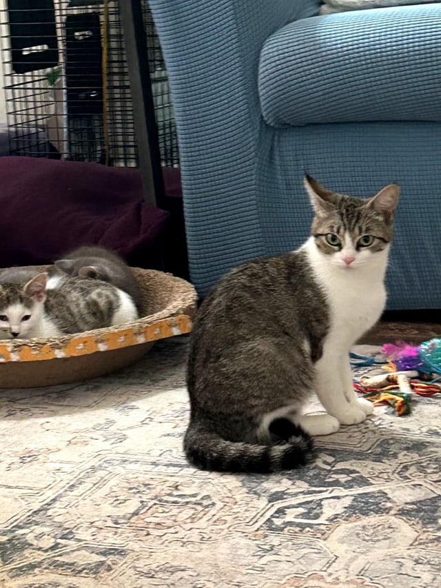 Enlarge Athena, a ADOPTABLE Domestic Short Hair in Morganton, NC video 5/5