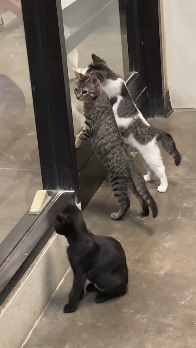 Enlarge Slink, an adopted Domestic Short Hair in Morganton, NC video 4/4