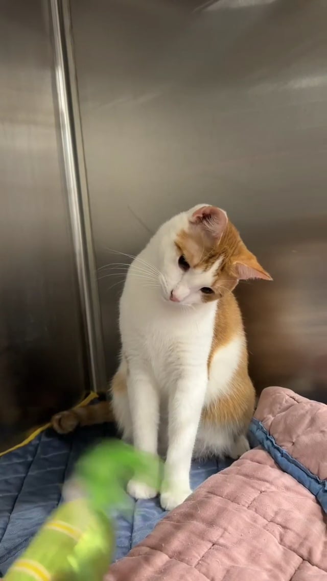 Enlarge Freddy, an adoptable Domestic Short Hair in Morganton, NC video 6/6