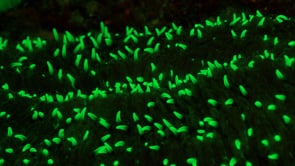 1275_fluorescent coral close up at night