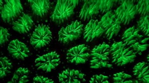 1276_Fluorescent coral super close up at night