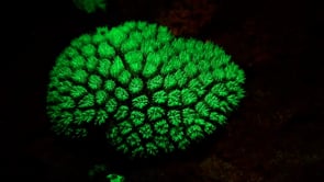 1277_Fluorescent  coral glowing at night