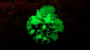 1278_neon green fluorescent hard coral at night
