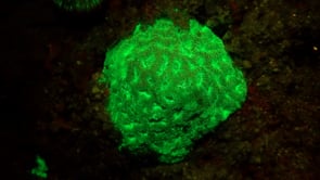 1279_Fluorescent brain coral at night in neon green