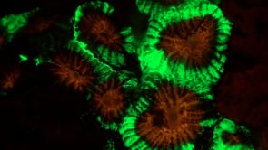 1280_Fluorescent green and red coral at night