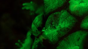 1281_Fluorescent coral polyps and shrimp at night