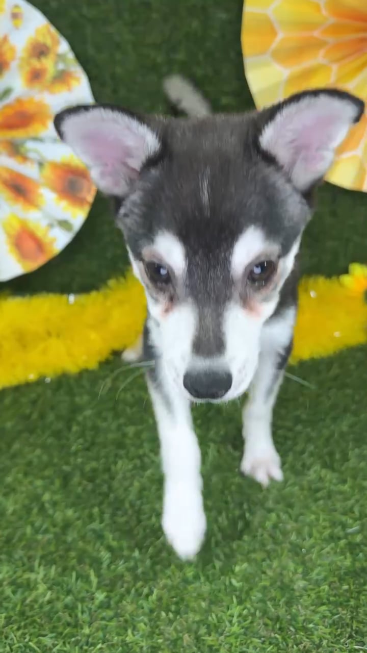 Male Alaskan Klee Kai puppy named Bruce for sale at Puppy Dreams - Arlington. video thumbnail