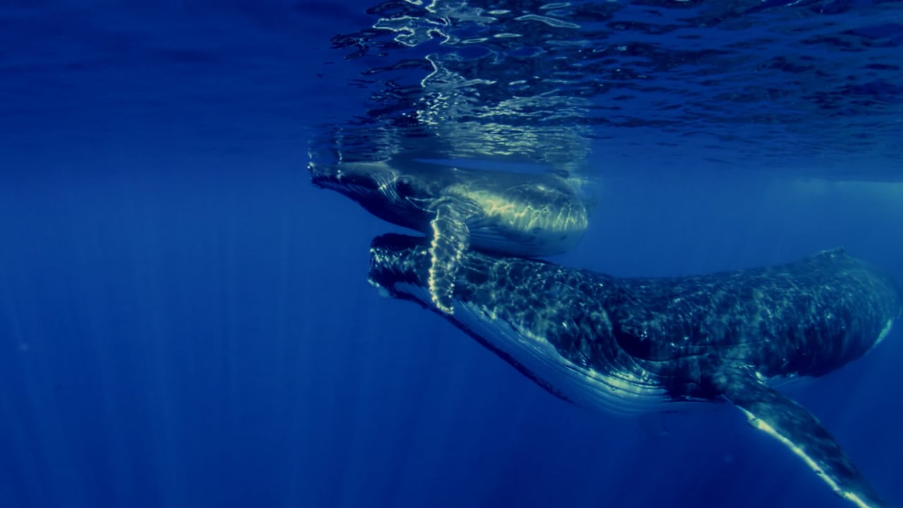 The Brando The Song of Tetiaroa - Keepers of the Deep - Humpback Whales | Mini Documentary film frame