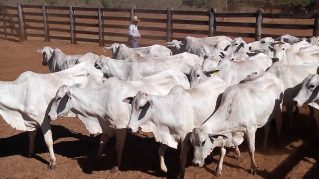 Lote 02