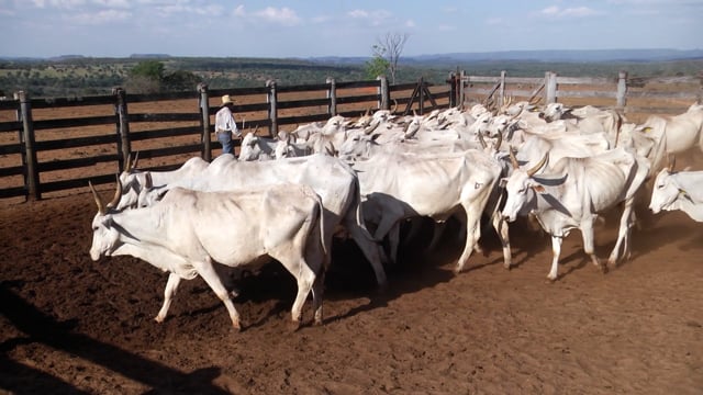 Lote 04