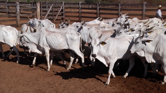 Lote 03