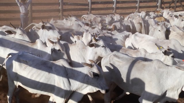 Lote 05