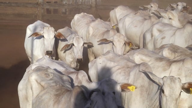 Lote 06