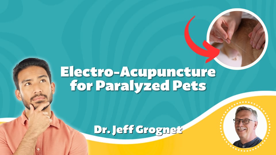 Electro-Acupuncture for Paralyzed Pets