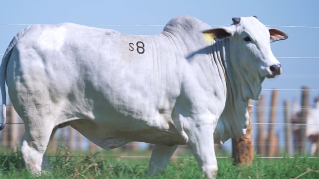 Lote S08