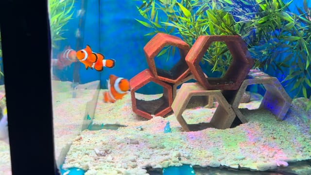 Common clownfish pair WYSIWYG 11 video