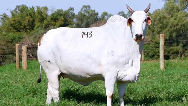 Lote 143