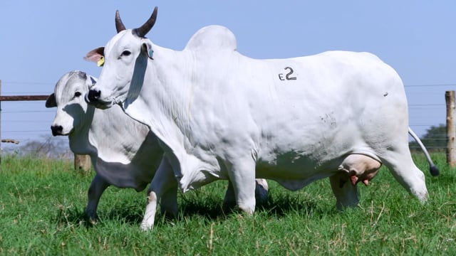 Lote E02