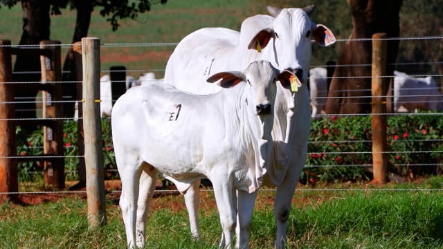 Lote E01