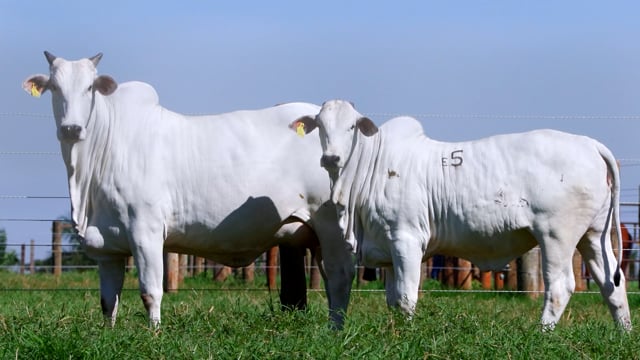 Lote E05