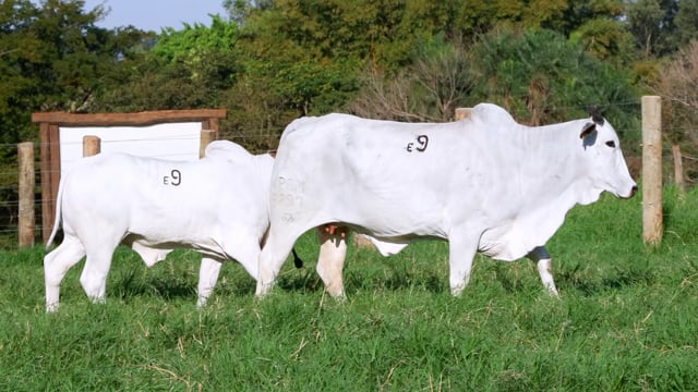 Lote E09