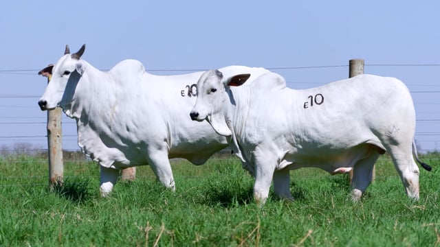 Lote E10