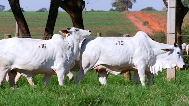 Lote E16