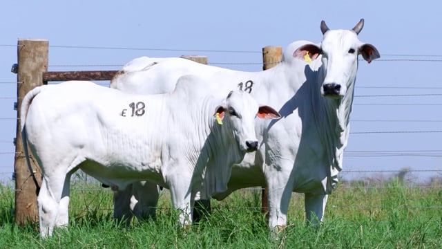 Lote E18