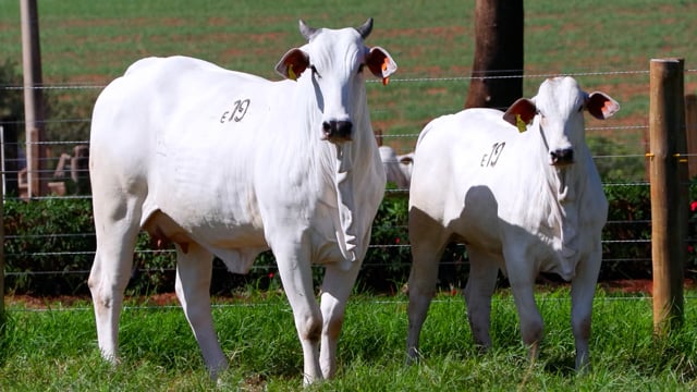 Lote E19