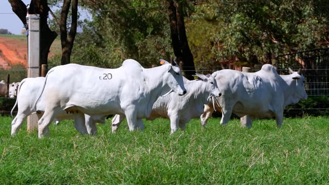 Lote E20