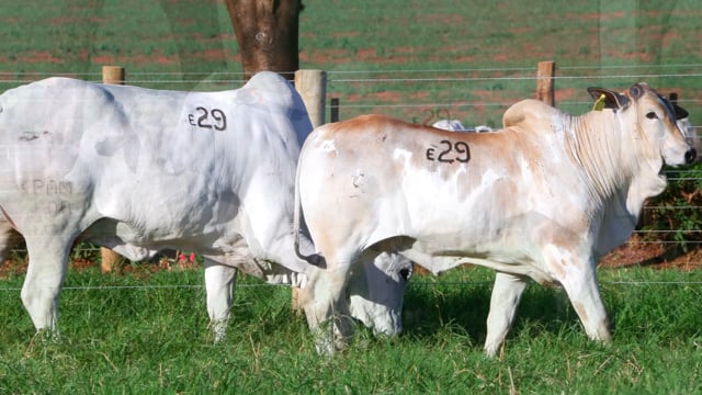 Lote E29