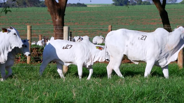 Lote E27