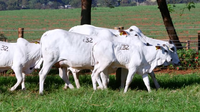 Lote E32
