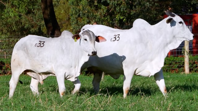 Lote E33