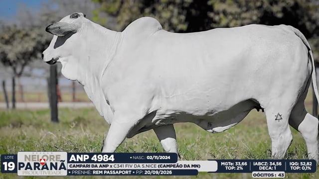 Lote 19