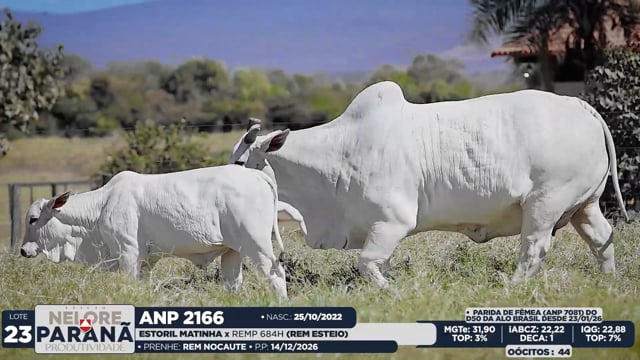 Lote 23
