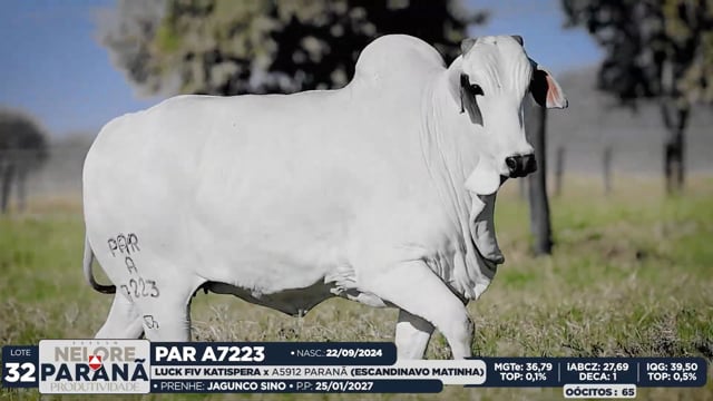 Lote 32