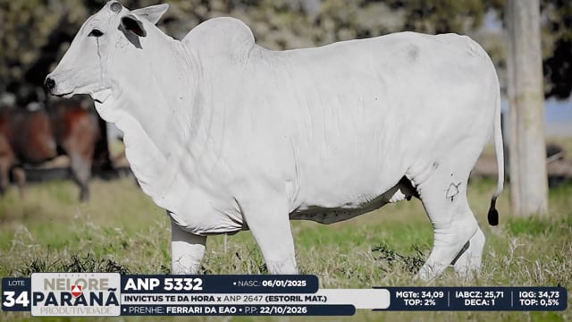 Lote 34