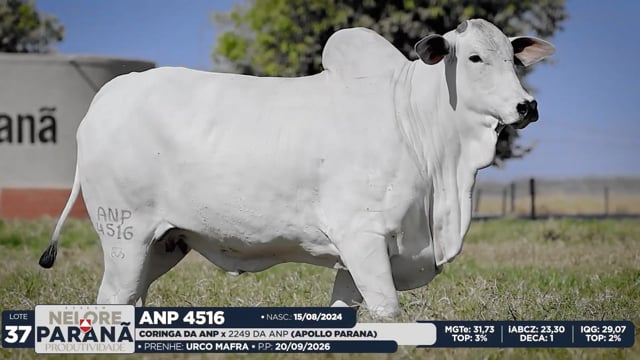 Lote 37