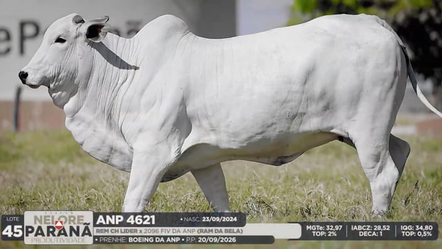 Lote 45