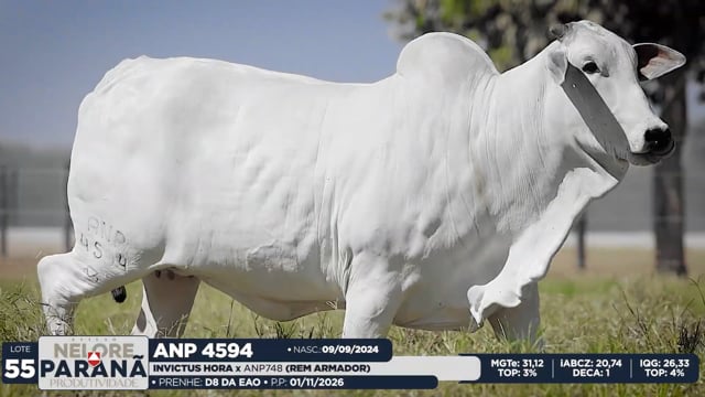 Lote 55