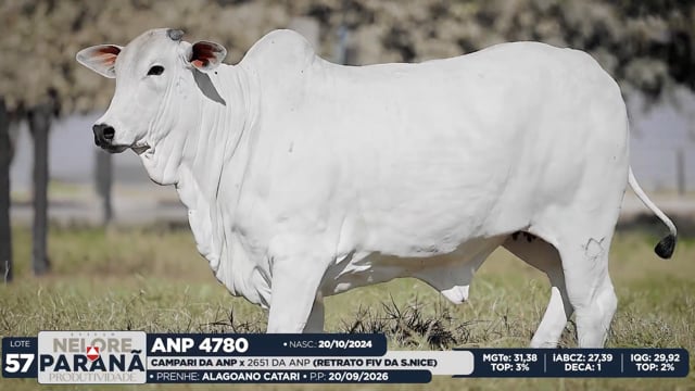 Lote 57