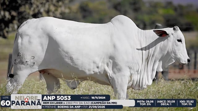 Lote 60